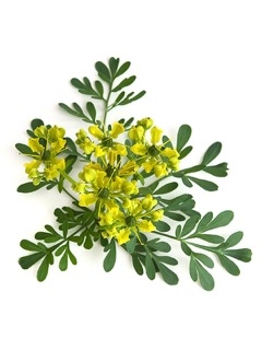 Рута Кружевница