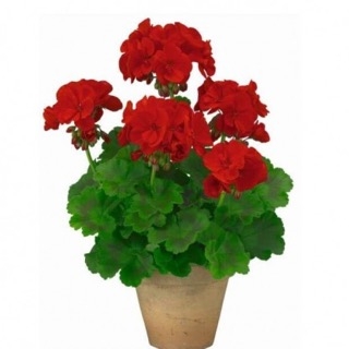 Герань (Пеларгония)