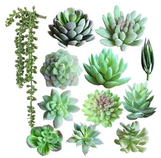 Суккуленты