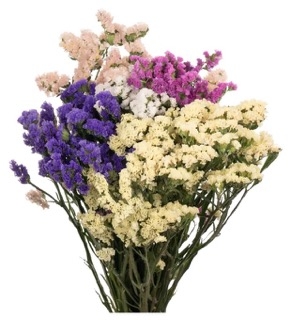 Статица многолетняя