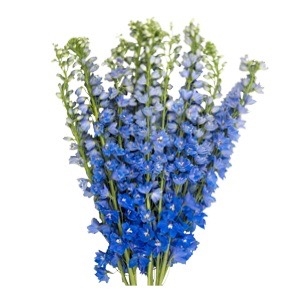 Дельфиниум однолетний