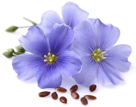 Лён однолетний