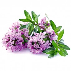 Тимьян (чабрец)