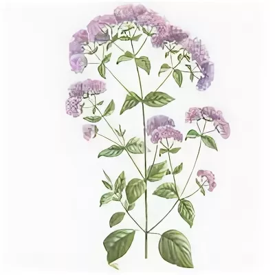 Душица / Орегано