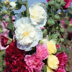 Шток-роза (Мальва) Королевская Смесь цв.п 0,1гр Престиж