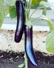 Баклажан Меч Самурая цв.п 0,25гр Поиск