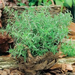 Чабер Горный Бальзам огородный цв.п 0,2гр Аэлита