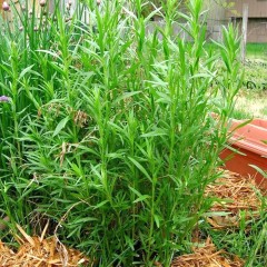 Эстрагон (тархун) Монарх цв.п 0,05гр Аэлита