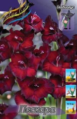 Гладиолус Пескара 10лук. Colorline