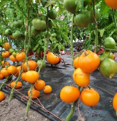Томат Гном Золотое Сердце цв.п 10шт Медведев