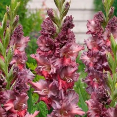 Гладиолус Ростов 8лук. Colorline