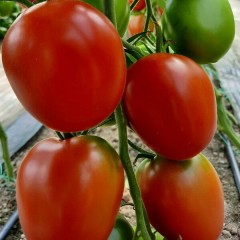Томат Красный Кубик цв.п 10шт Медведев