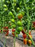 Томат Красный Кубик цв.п 10шт Медведев