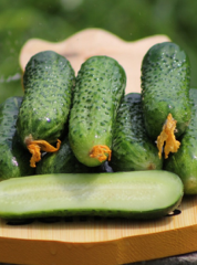 Огурец Герман F1 цв.п 6шт Сортсемовощ