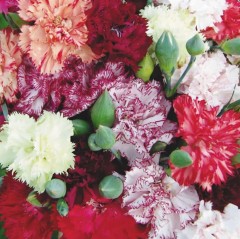 Гвоздика Шабо смесь цв.п 0,1гр НК Русский Огород