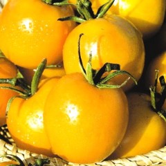 Томат Де Барао Золотой цв.п 0,1гр Семена Алтая