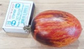 Томат Гном Бой С Тенью цв.п 10шт Медведев