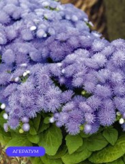 Василёк (агератум) Блу Болл цв.п 0.1гр Евро-Семена