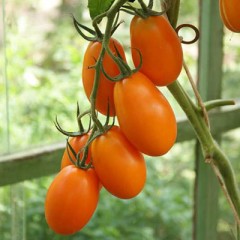 Томат Афина F1 цв.п 10шт ТомАгроС