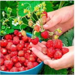 Земляника Времена Года ремонтантная цв.п 0,04г СеДек