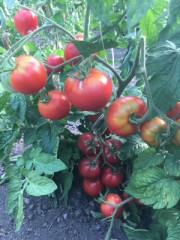 Томат Квочка розовый цв.п 10шт Мязина