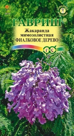 Жакаранда мимозолистная Фиалковое дерево цв.п 3шт Гавриш