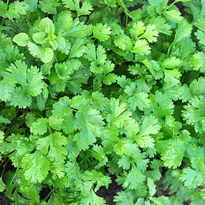 Петрушка листовая Бутербродная (гамбургер) цв.п 2гр Сортсемовощ