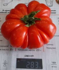 Томат Корум цв.п 10шт Медведев