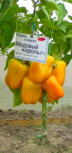 Перец Медовый Король F1 цв.п 5шт Премиум Сидс