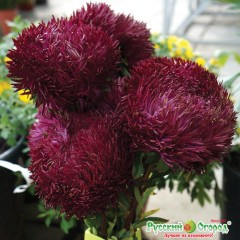 Астра Чёрный Бриллиант цв.п 50шт НК Русский Огород