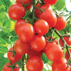 Томат Карамель Красная F1 цв.п 0,1гр СеДек