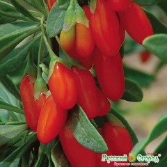 Годжи Шанхайский Экспресс цв.п. 10шт НК Русский Огород