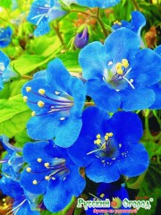 Фацелия Калифорнийский Колокольчик цв.п 0.1гр НК Русский Огород