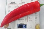 Перец Острый Здоровяк цв.п 10шт Медведев