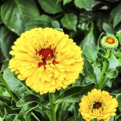 Календула Буллз Ай цв.п 0,1гр Аэлита