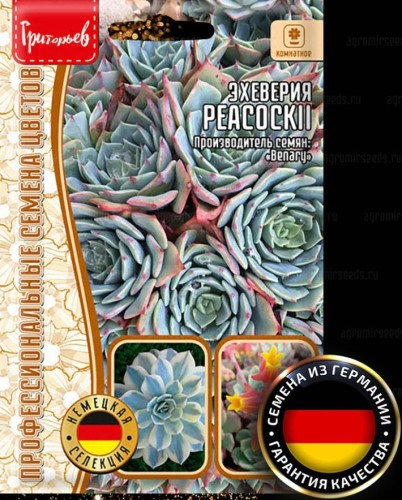 Эхеверия Peacockii (Benary) цв.п 5шт ИП Григорьев