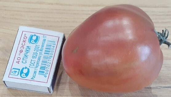 Томат Гном Альмандин цв.п 10шт Медведев