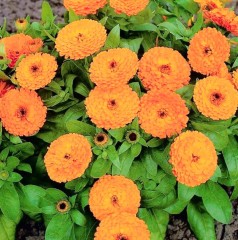 Календула Гейша махровая цв.п 0,5гр Аэлита