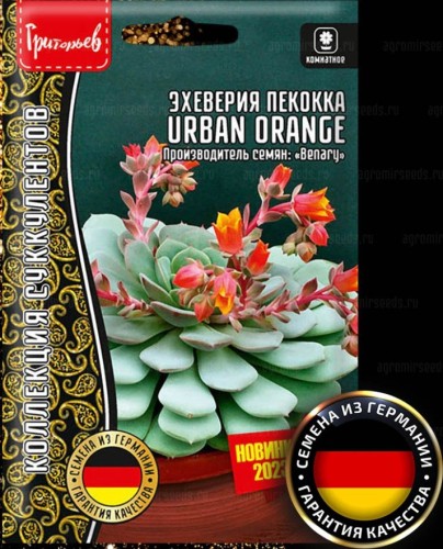 Эхеверия Urban Orange пекокка цв.п 5шт ИП Григорьев