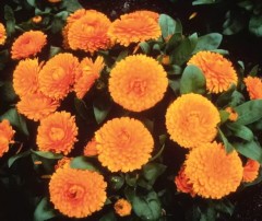 Календула Дракон цв.п 0,1гр Аэлита