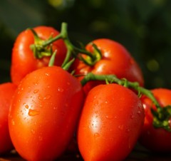 Томат Орфей F1 цв.п 10шт ТомАгроС