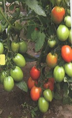 Томат Орфей F1 цв.п 10шт ТомАгроС