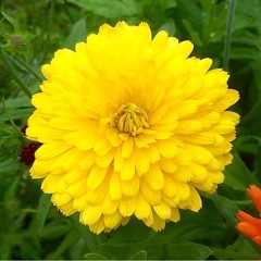 Календула Желтый Хулиган цв.п 0,3гр Аэлита