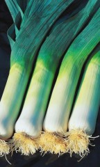 Лук порей Сибирский Великан  F1 цв.п 0,25гр Уральский Дачник