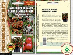 Гаультерия Merry Berry Big Red лежачая цв.п 3шт ИП Григорьев