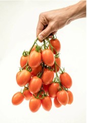 Томат Пламя F1 цв.п 10шт Партнёр