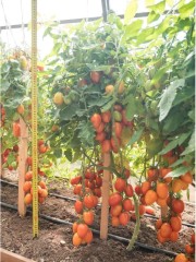 Томат Пламя F1 цв.п 10шт Партнёр