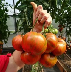 Томат Полосатый Шоколад цв.п 10шт Партнёр