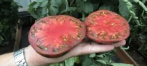 Томат Полосатый Шоколад цв.п 10шт Партнёр