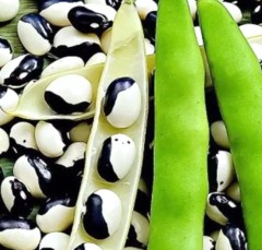Фасоль Инь-Янь цв.п 5гр Сибирский Сад